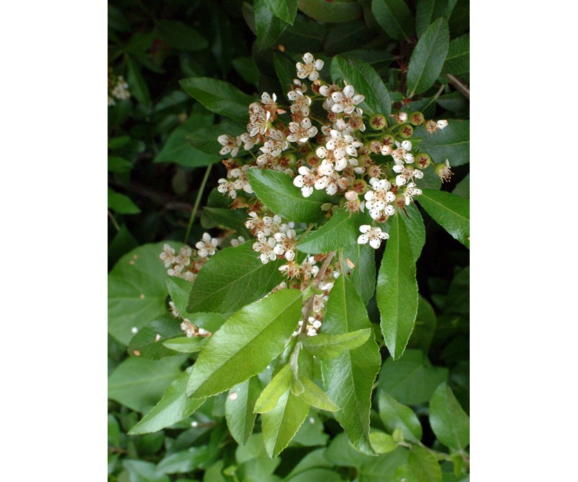 Pyracantha